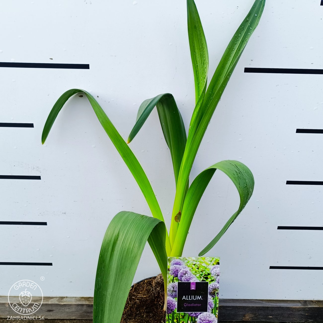 Obrázok Okrasný cesnak (Allium) ´GLADIATOR´ výška 40-50 cm, kont. C2L